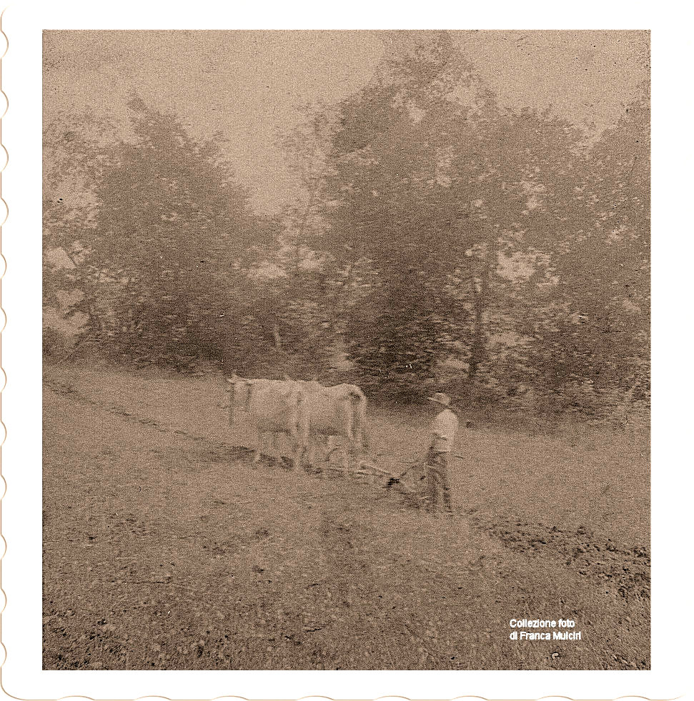 Mucche al lavoro ~ Anno 1914